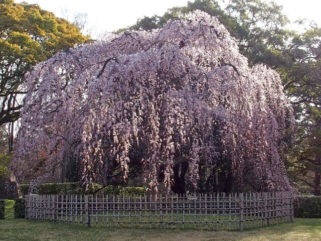 糸桜　4月茶杓の銘