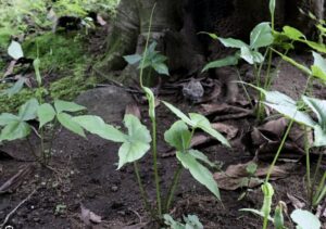 茶花　大半夏　生け方　季節　育て方 