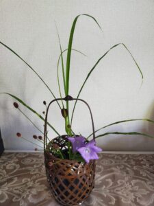 茶花　大半夏　生け方　季節　育て方