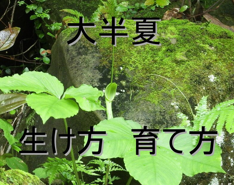 茶花　大半夏　生け方　季節　育て方