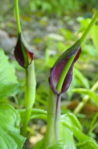 茶花　大半夏　生け方　季節　育て方 