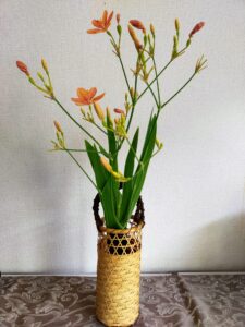 茶花　檜扇　生け方　季節　育て方