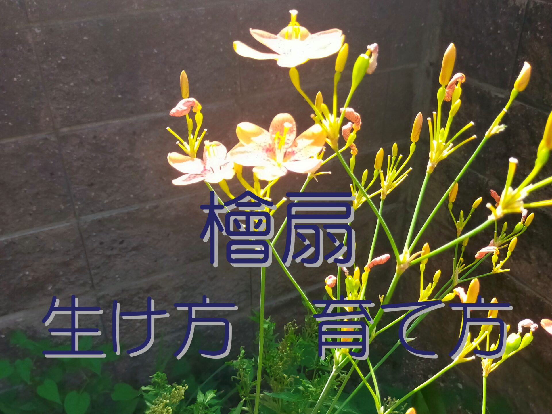 茶花　檜扇　生け方　季節　育て方