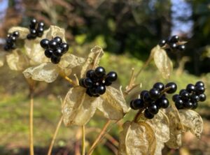茶花　檜扇　生け方　季節　育て方　ぬばまた